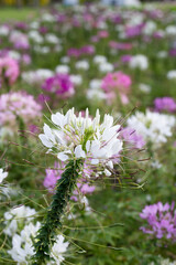 Cleome spinosa flower in the park