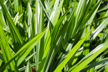 Pandan plant leaves in the garden