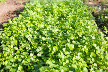 Green leaves of coriander plant in vegetables garden