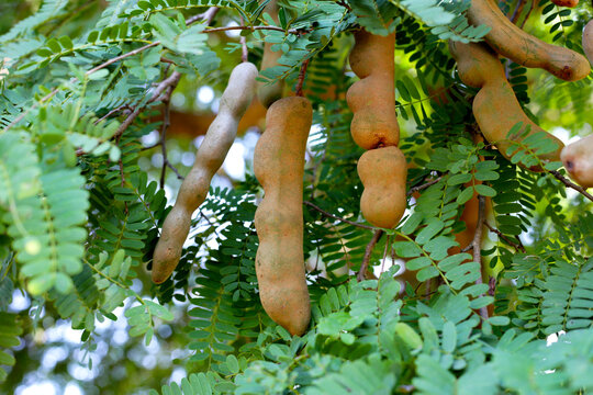 Tamarind fruits with green leaves