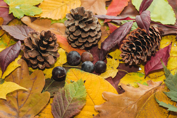 Bright abstract autumn multicolored foliage background. Composition of yellow, green, red, orange autumn leaves, dark grape and pine cones. Fall leaves texture