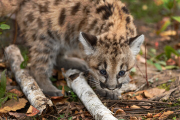 Cougar Kitten (Puma concolor) Looks Down at Birch Branch Autumn