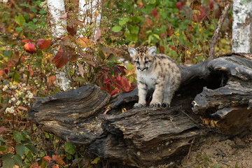 Cougar Kitten (Puma concolor) Stands Atop Log Looking Down Autumn