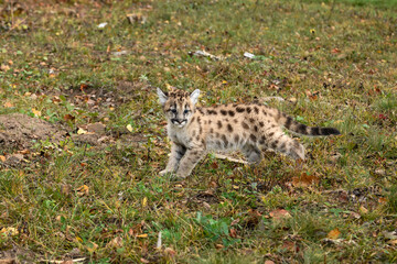 Cougar Kitten (Puma concolor) Stops and Looks Right on Ground Autumn