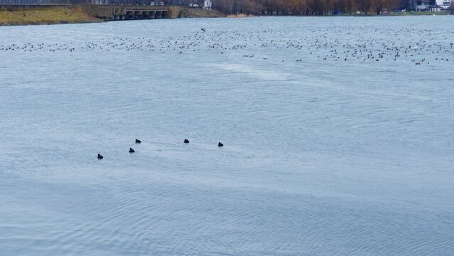 Group of five dark ducks floating on the river surface. Large flock of birds at backdrop rising into air.