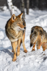 Coyote (Canis latrans) Steps Forward While Second Steps Away Winter