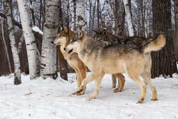 Trio of Grey Wolves (Canis lupus) Stand at Edge of Forest Winter