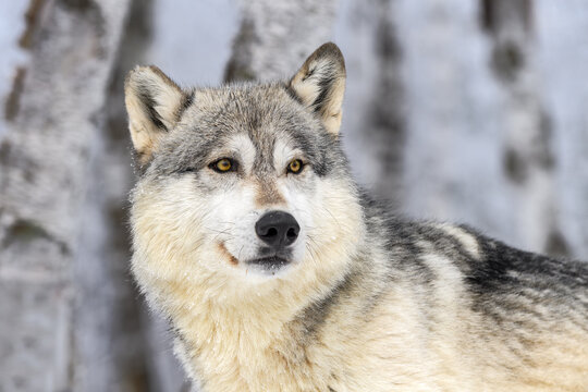 Grey Wolf (Canis lupus) Looks Right Head Close Up Winter