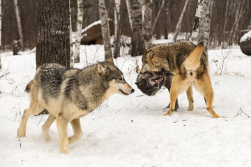 Grey Wolf (Canis lupus) Moves to Avoid Fighting Packmates Winter