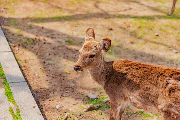 奈良県　春の奈良公園と鹿　
