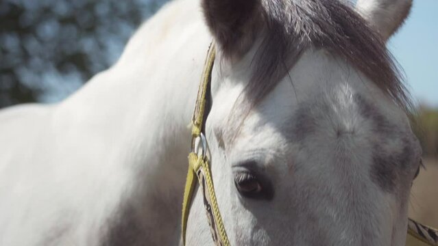 Closeup on white horse forehead