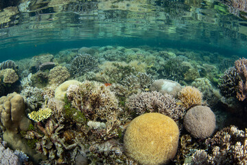 A variety of reef-building corals thrive on a shallow coral reef in Raja Ampat, Indonesia. This region supports the greatest marine biodiversity on the planet and is a popular amongst scuba divers.