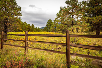 Fototapeta na wymiar Fenced in fall colors of the ponderosa. 