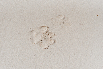 Dog in Tulum beach
