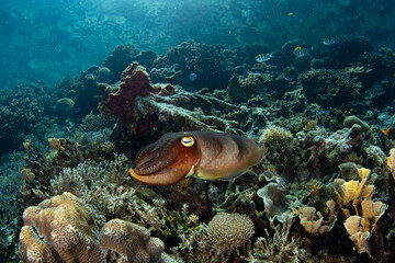 A Broadclub cuttlefish, Sepia latimanus, hovers over healthy corals on a reef in Raja Ampat, Indonesia. This common cephalopod can quickly change its color and texture to match its surroundings.