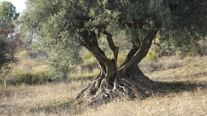 vieux oliviers de Haute Provence