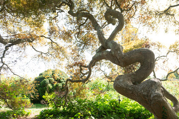 Japanese maple tree in garden