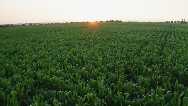 Green corn sprouts on large farm field at sunrise light aerial view. Young agricultural plants cultivated for food manufacturing. Nature scene