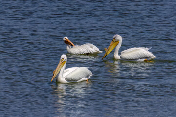 American white pelican (Pelecanus erythrorhynchos). During the nesting season, the males develop growths on their beaks