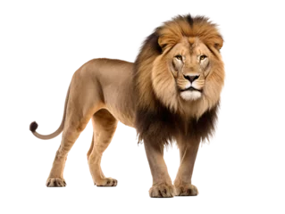 Raamstickers a lion with a mane © Andrei
