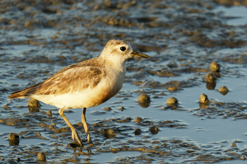 A red breasted dotterel on a sea shore early in the morning