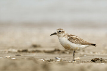 A red breasted dotterel on a sea beach late on a quiet evening