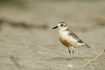 A red breasted dotterel on a sea beach late on a quiet evening