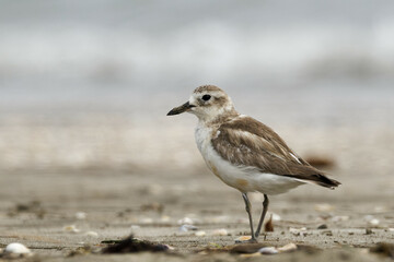 Obraz premium A red breasted dotterel on a sea beach late on a quiet evening