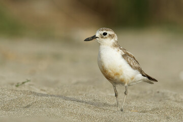 A red breasted dotterel on a sea beach late on a quiet evening