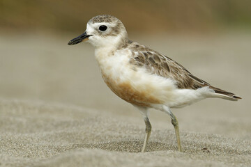 A red breasted dotterel on a sea beach late on a quiet evening