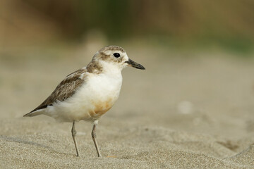 Obraz premium A red breasted dotterel on a sea beach late on a quiet evening