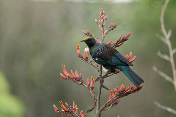 A Tui perced on a tree on a late summer evening