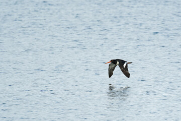 A South Island Oystercatcher flying low on a sea shore