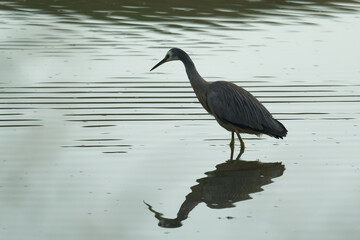 White faced Heron looking to catch its food in still water