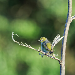 A Silvereye perched on a tree branch looking to its left