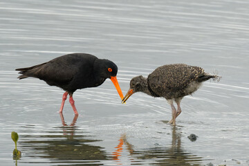 A Variable Oystercatcher feeding its chick on a sea shore