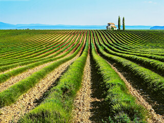 Fototapeta na wymiar Rows of Lavander in vineyard after crop
