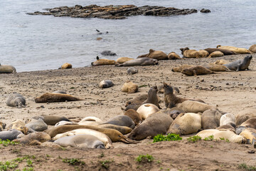 Colony of elephant seals on a beach in California, Año Nuevo State Park, California