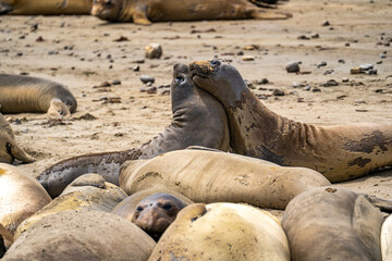 Two young male elephant seals fighting on the beach.