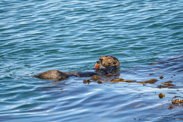 Southern Sea Otter (Enhydra lutris nereis) eating a crab