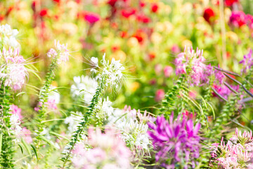 Variety of flowers in botanical garden