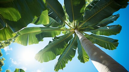 A surreal perspective of a blue java banana tree from below, with the wide-angle lens emphasizing the height and grandeur of the tropical plant against the sky. -Generative Ai