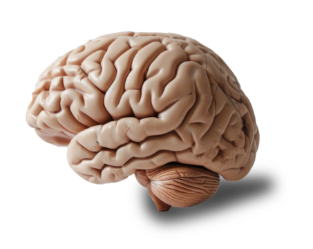 Human brain on transparent background PNG