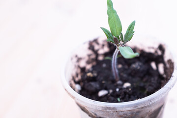 Tomato sprout growing in a glass on light backdrop. Young plant for publication, poster, calendar, post, screensaver, wallpaper, postcard, banner, cover. High quality photo