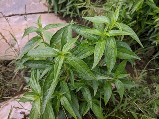 Sambiloto plants (Andrographis paniculata) in the morning	