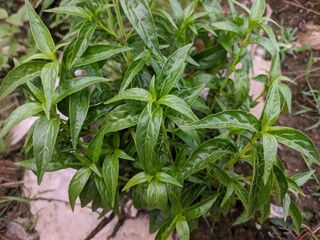 Sambiloto plants (Andrographis paniculata) in the morning