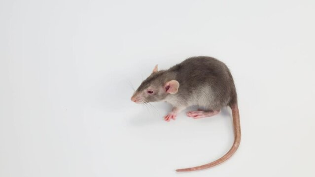 Little rat with dumbo ears. Gray rodent on isolated on white background