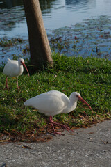 One white ibis with curved yellow orange beak in grass on a sunny day in Florida.