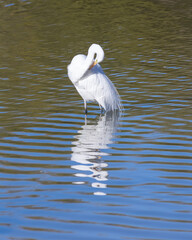 Great Egret Preening