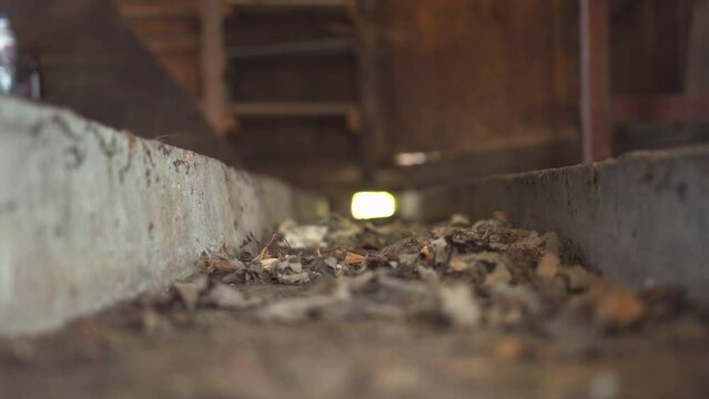 Old concrete manure evacuation full of dry leaves